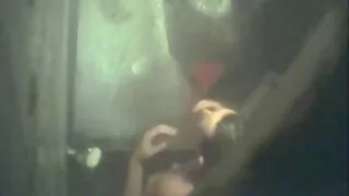 কালো শৃঙ্গাকার মানুষ ...