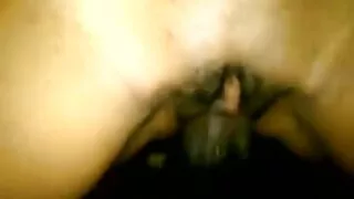 বড় গর্দভ স্বর্ণকেশী ...